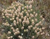 Astragalus lagurus