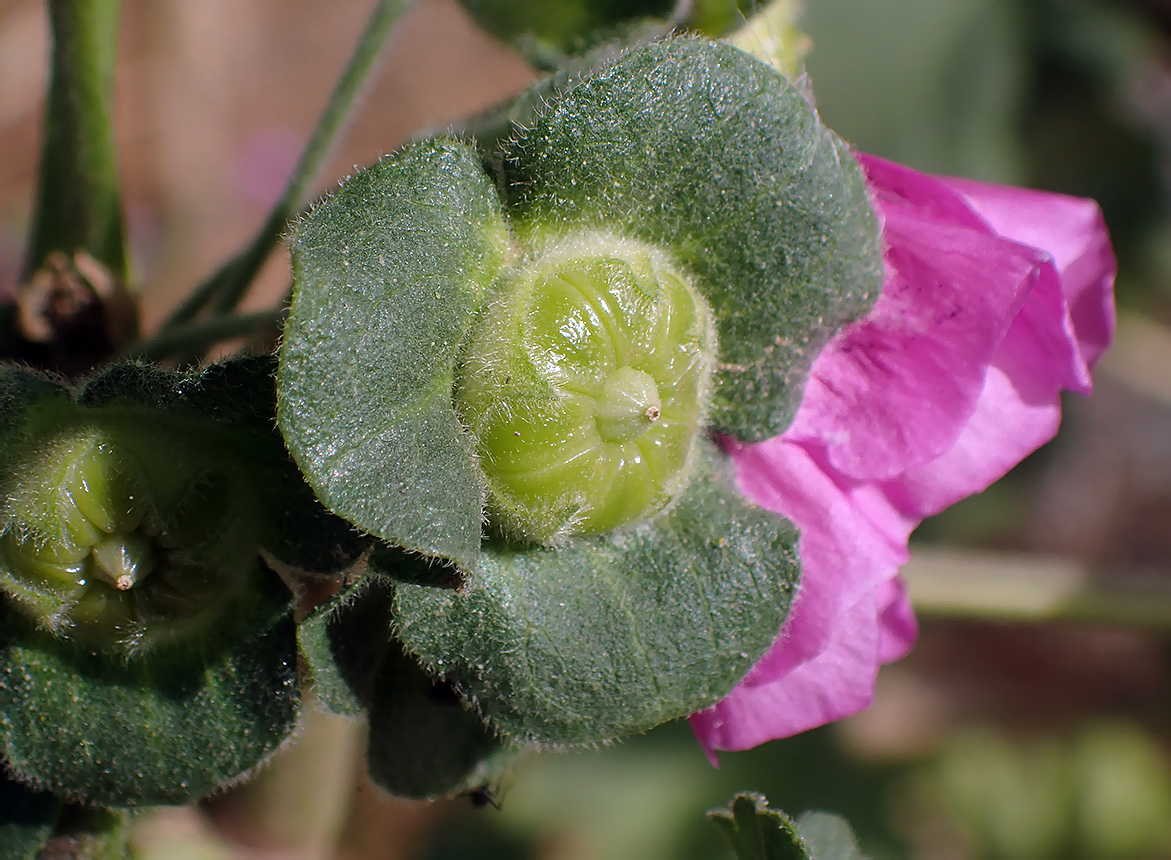 Изображение особи Malva arborea.