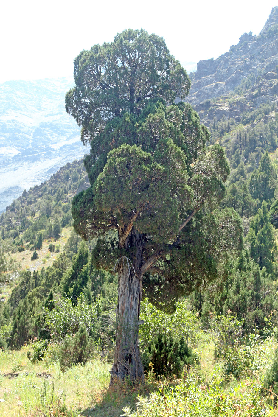 Изображение особи Juniperus turkestanica.