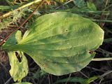 Plantago maxima