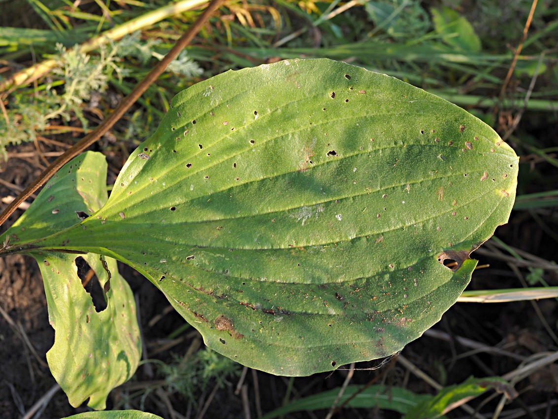 Изображение особи Plantago maxima.