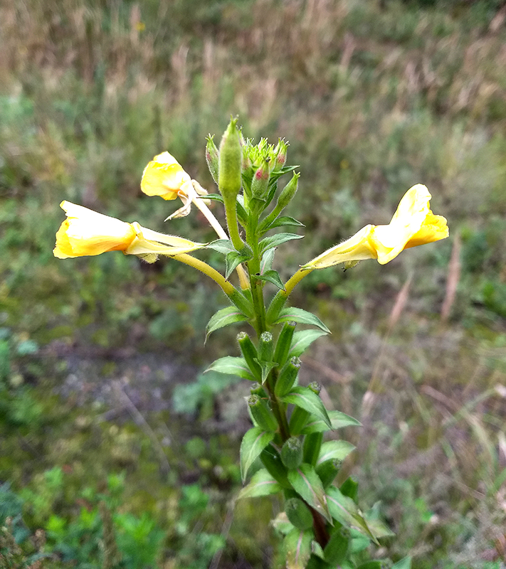 Image of Oenothera paradoxa specimen.