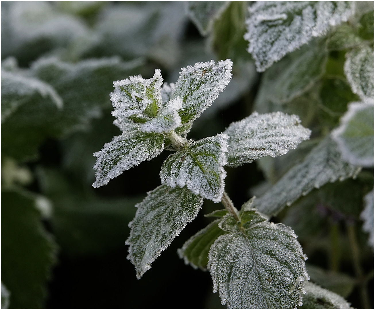 Изображение особи род Mentha.