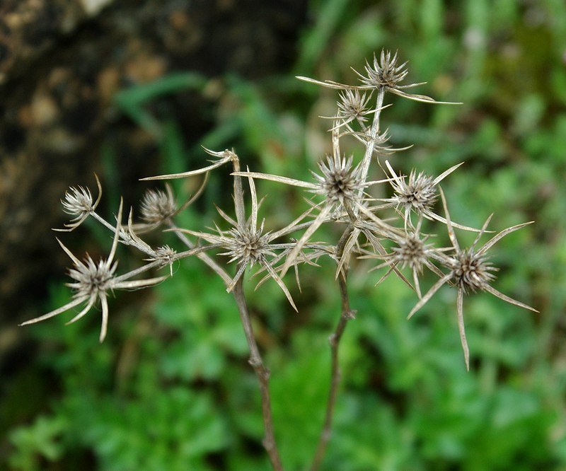 Image of Eryngium caeruleum specimen.