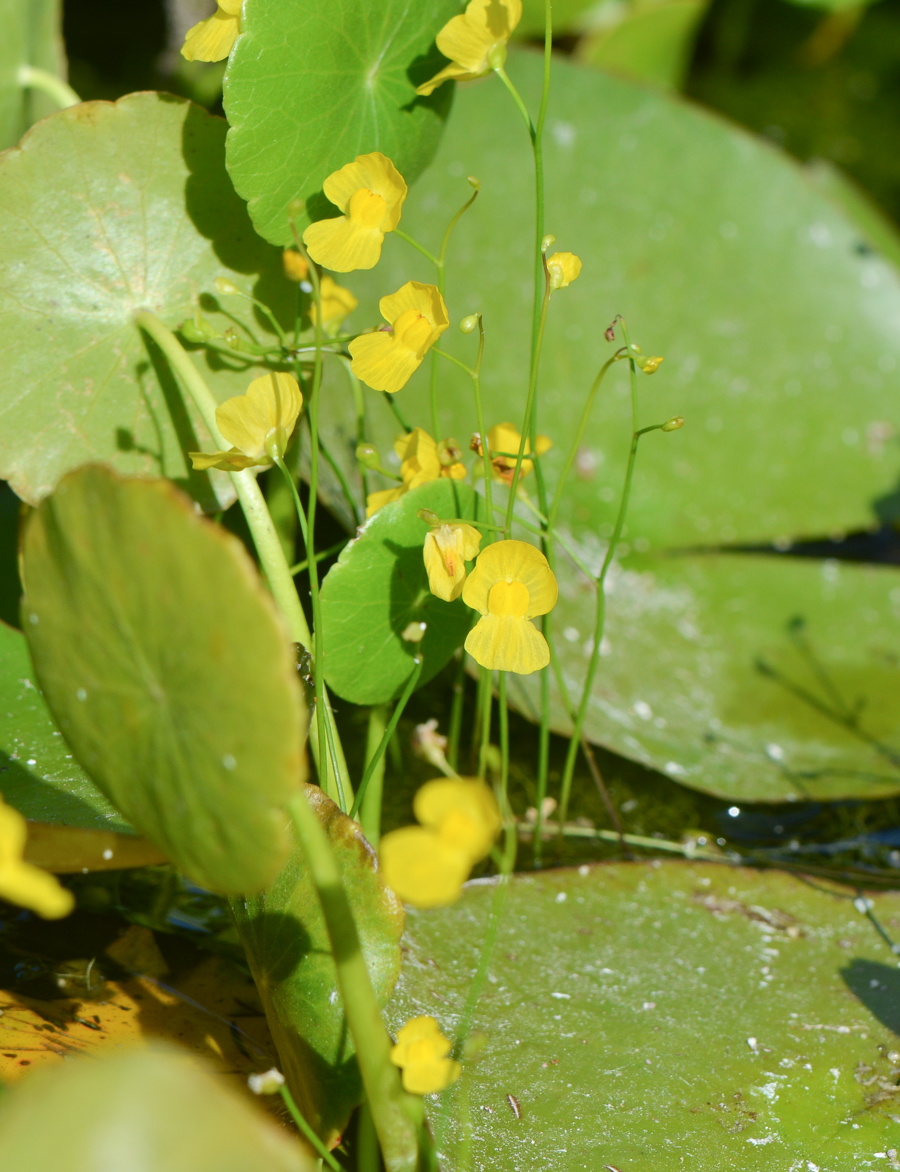 Изображение особи Utricularia gibba.