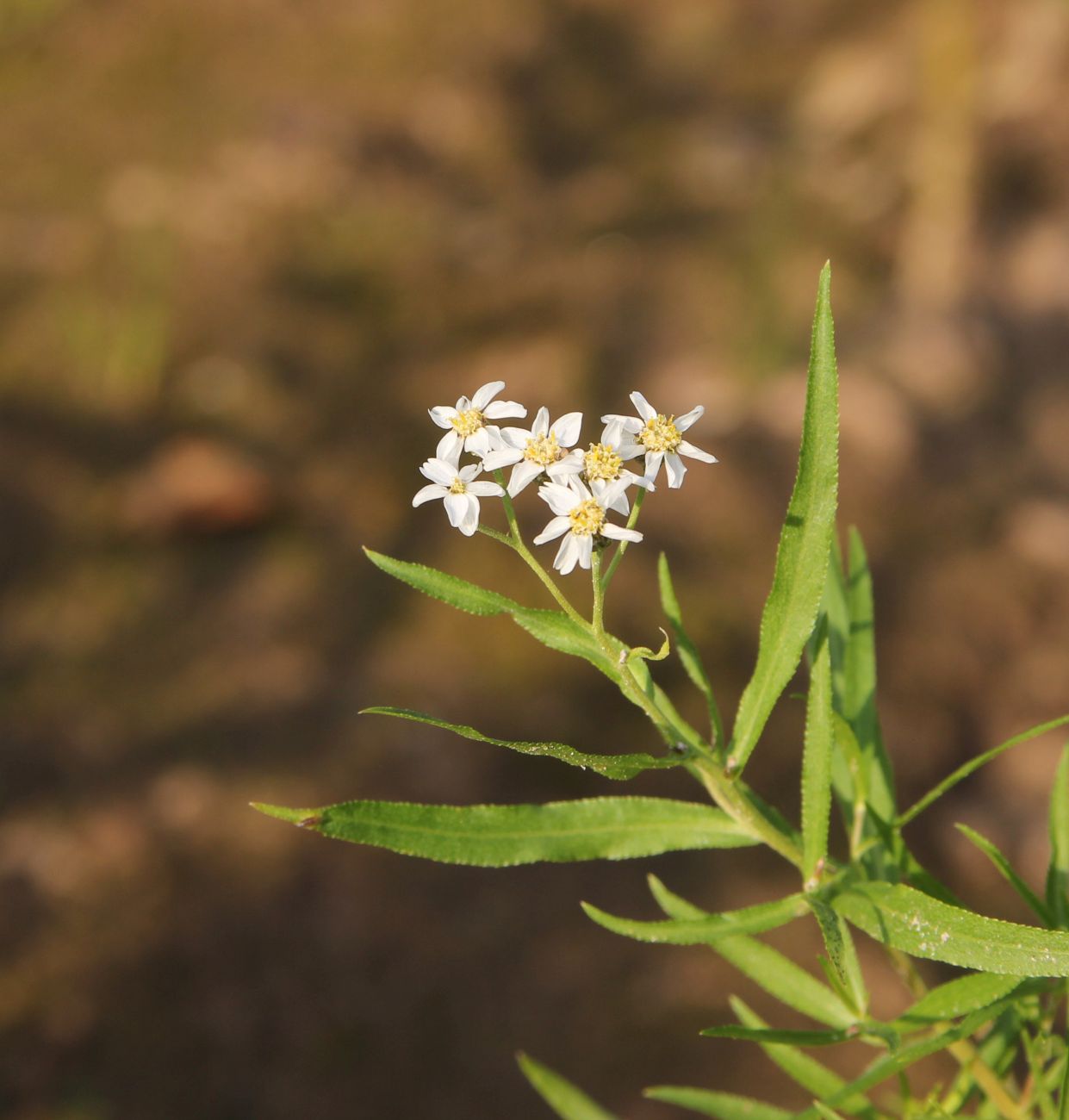 Image of genus Achillea specimen.