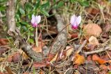 Cyclamen hederifolium подвид confusum. Цветущее растение. Греция, о-в Крит, ном Ханья (Νομός Χανίων), дим Киссамос (Κίσσαμος), окр. деревни Полириния (Πολυρρήνια), широколиственный лес вдоль русла временного водотока. 18 октября 2021 г.