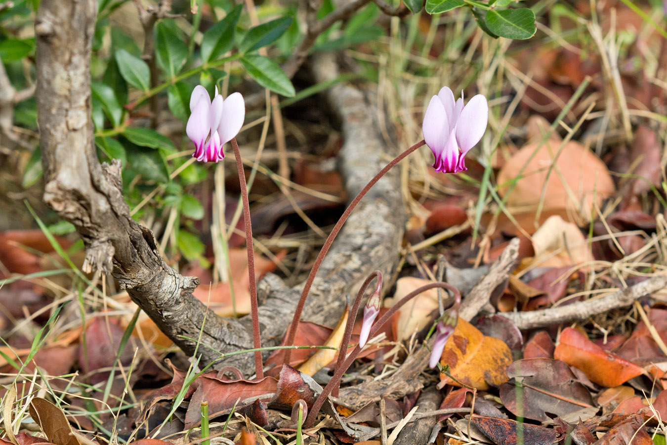 Изображение особи Cyclamen hederifolium ssp. confusum.