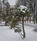 Picea glauca. Взрослое дерево. Москва, ВДНХ, в культуре. 05.01.2022.