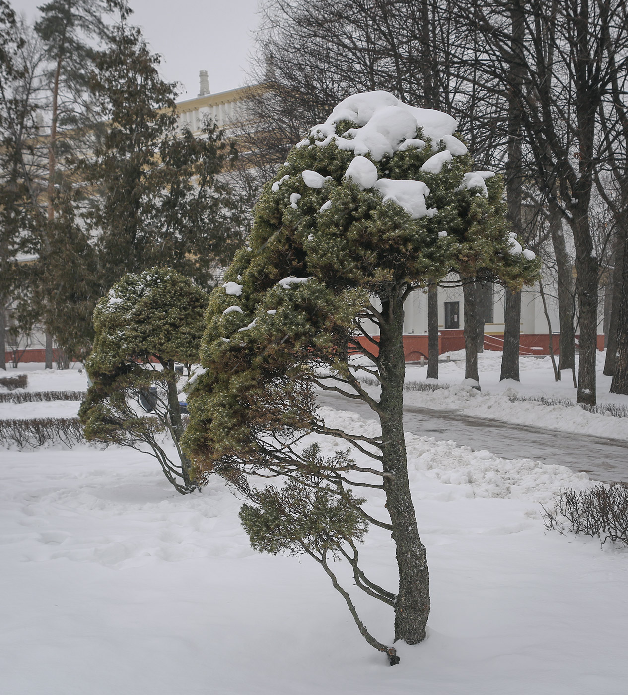 Изображение особи Picea glauca.