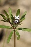 Asperula setosa