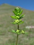 Cruciata glabra