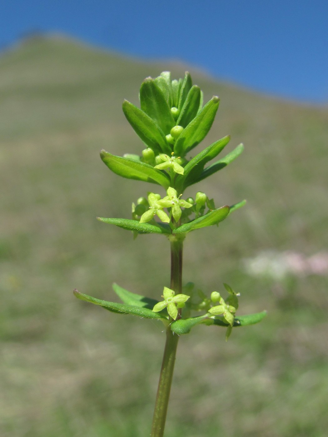 Image of Cruciata glabra specimen.