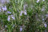 Rosmarinus officinalis