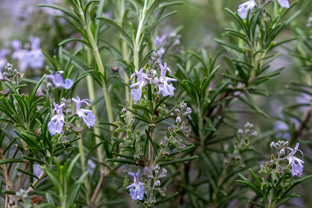 Изображение особи Rosmarinus officinalis.