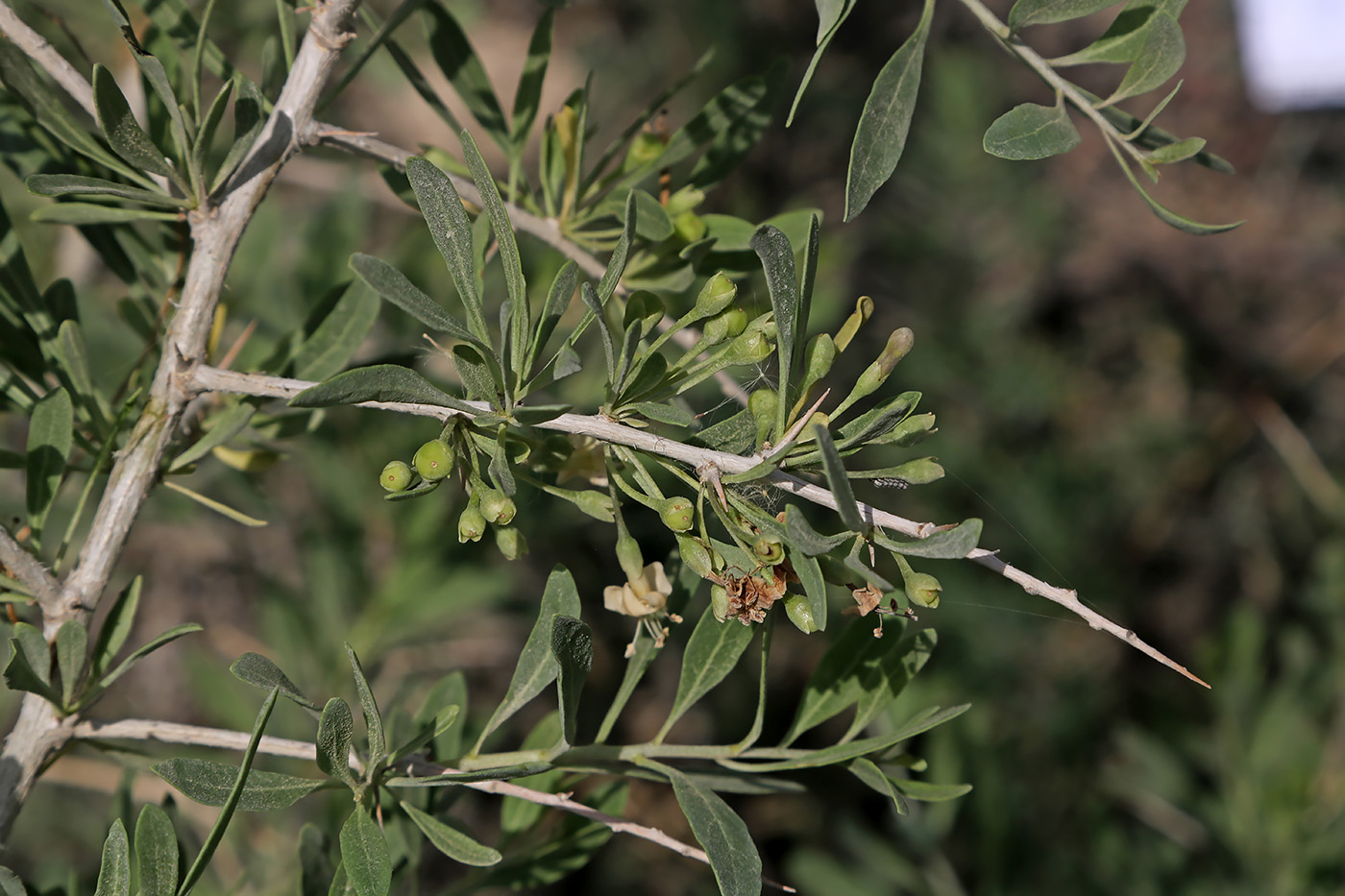 Image of Lycium dasystemum specimen.