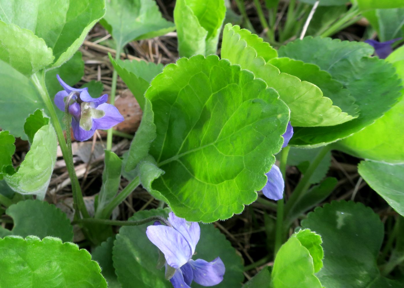 Image of Viola odorata specimen.