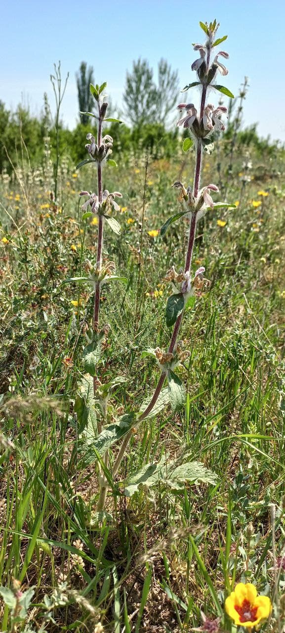 Изображение особи Phlomoides kirghisorum.