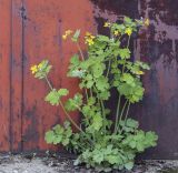 Chelidonium majus