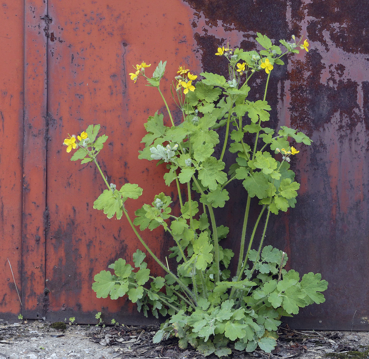 Image of Chelidonium majus specimen.