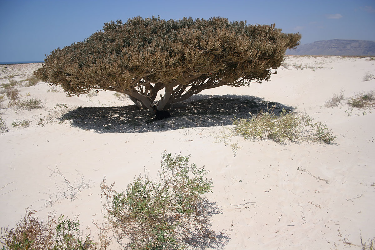 Image of Euphorbia arbuscula specimen.