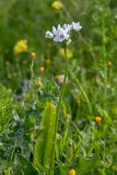 Allium neapolitanum. Верхушка побега с соцветием. Израиль, окр. Латруна, поляна. 19.03.2022.