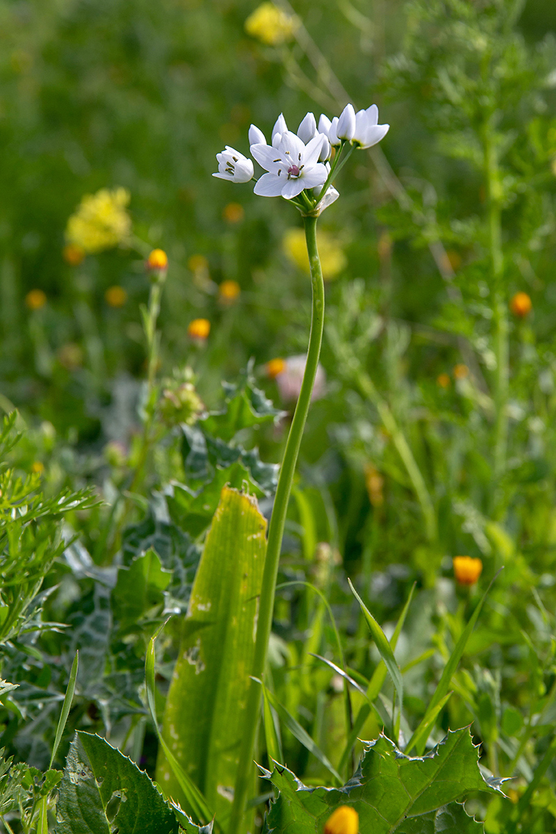 Изображение особи Allium neapolitanum.