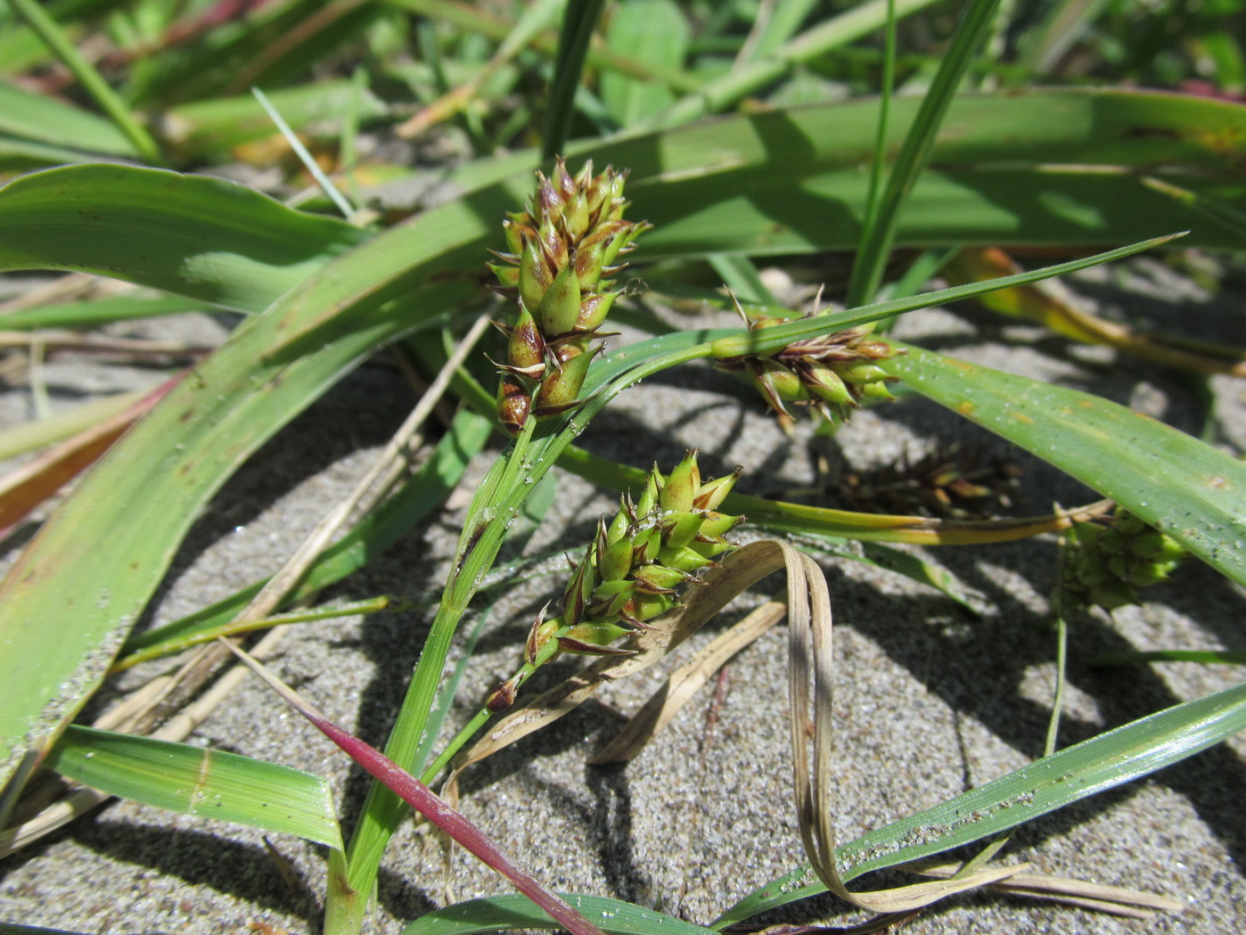 Изображение особи Carex pumila.