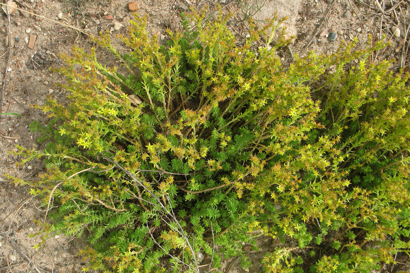 Image of Sedum sexangulare specimen.