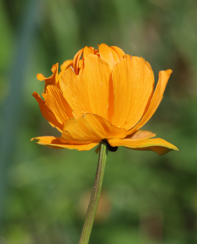 Изображение особи Trollius asiaticus.