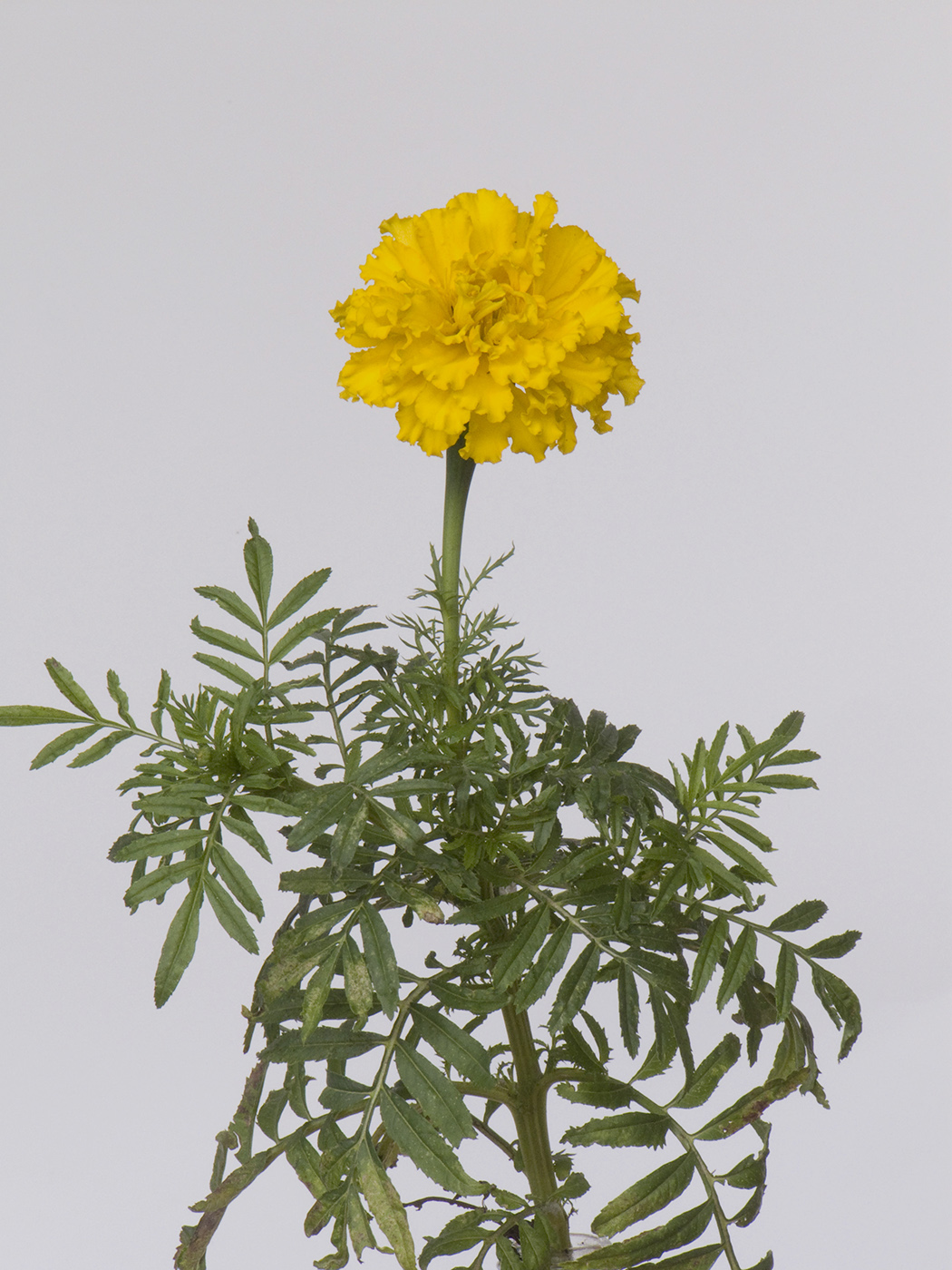 Image of Tagetes erecta specimen.