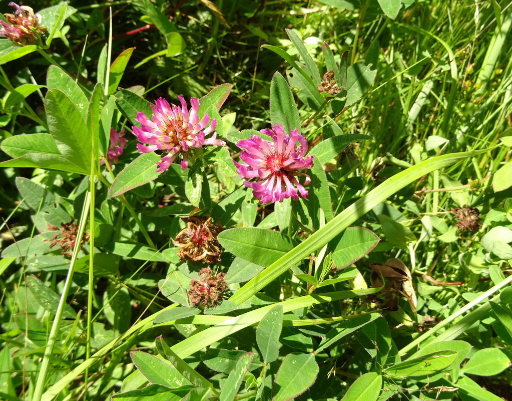 Image of Trifolium medium specimen.