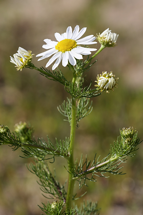 Изображение особи Tripleurospermum inodorum.