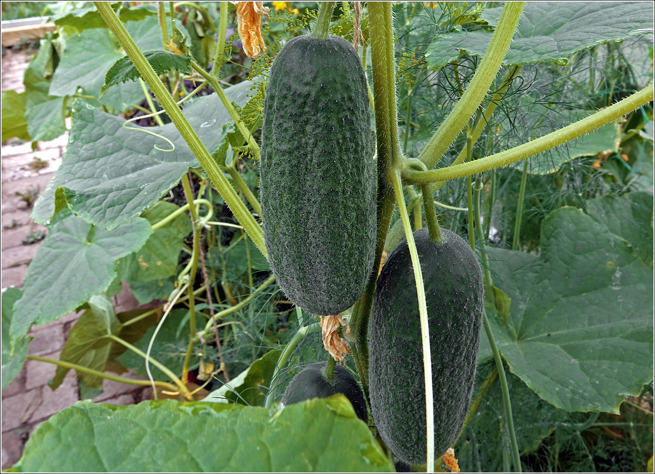 Изображение особи Cucumis sativus.