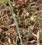 Hordeum spontaneum