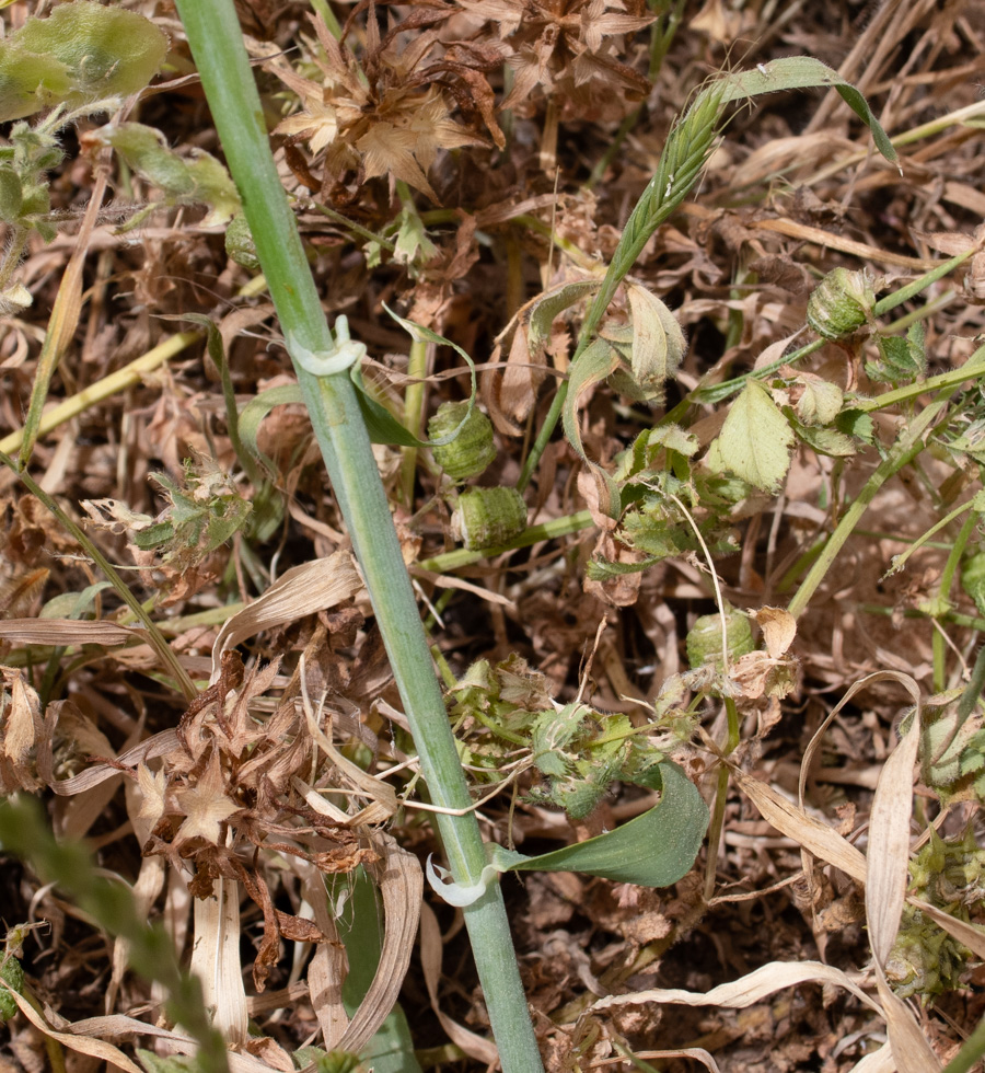 Изображение особи Hordeum spontaneum.