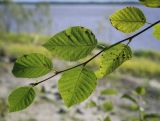 Duschekia fruticosa. Верхушка побега (видна абаксиальная поверхность листьев). Ханты-Мансийский автономный округ — Югра, Октябрьский р-н, сельское поселение Курымкары, окр. пос. Горнореченск, правый берег р. Обь, смешанный лес. 05.09.2022.