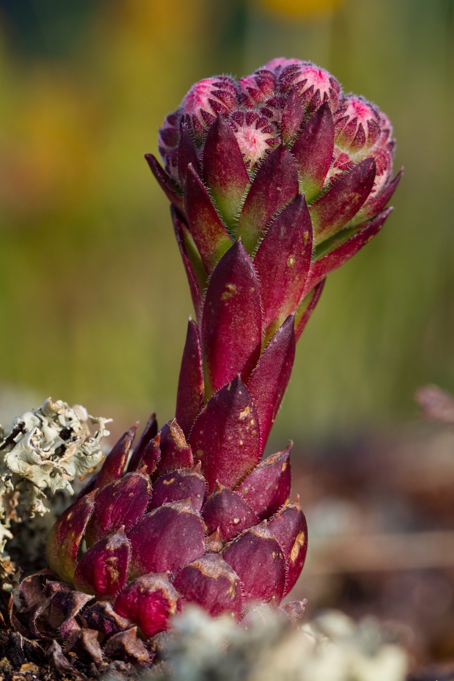 Image of Sempervivum caucasicum specimen.