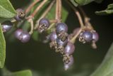 Viburnum tinus