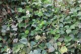 семейство Fabaceae. Цветущее растение. Непал, провинция Гандаки-Прадеш, р-н Каски, Покхара. 27.11.2017.