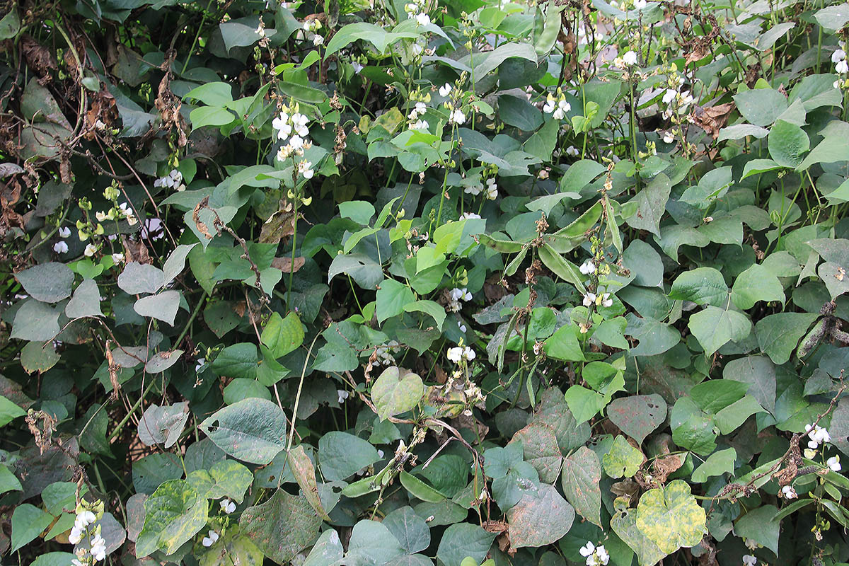 Изображение особи семейство Fabaceae.