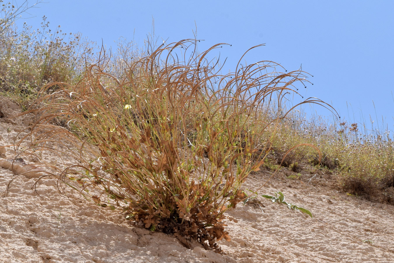 Image of Glaucium fimbrilligerum specimen.