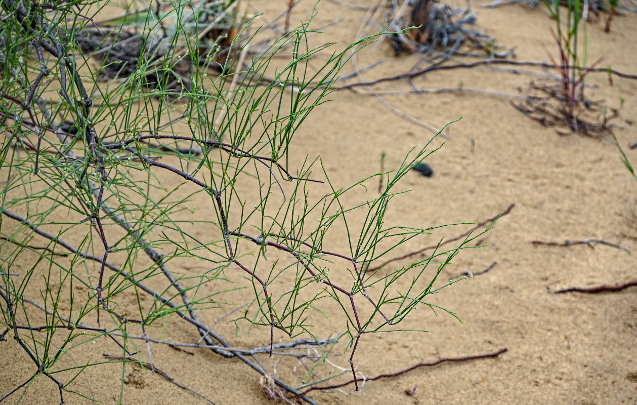 Изображение особи Calligonum aphyllum.