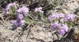 Dianthus pseudarmeria. Верхушка цветущего растения. Крым, Тарханкутский п-ов, ур. Джангуль. 25.07.2010.