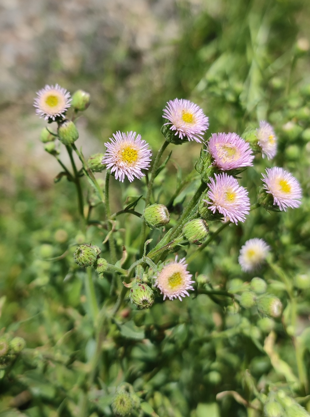 Image of Erigeron pseudoseravschanicus specimen.