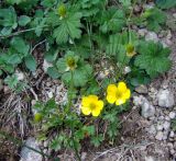 Ranunculus brotherusii