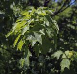 Acer pseudoplatanus