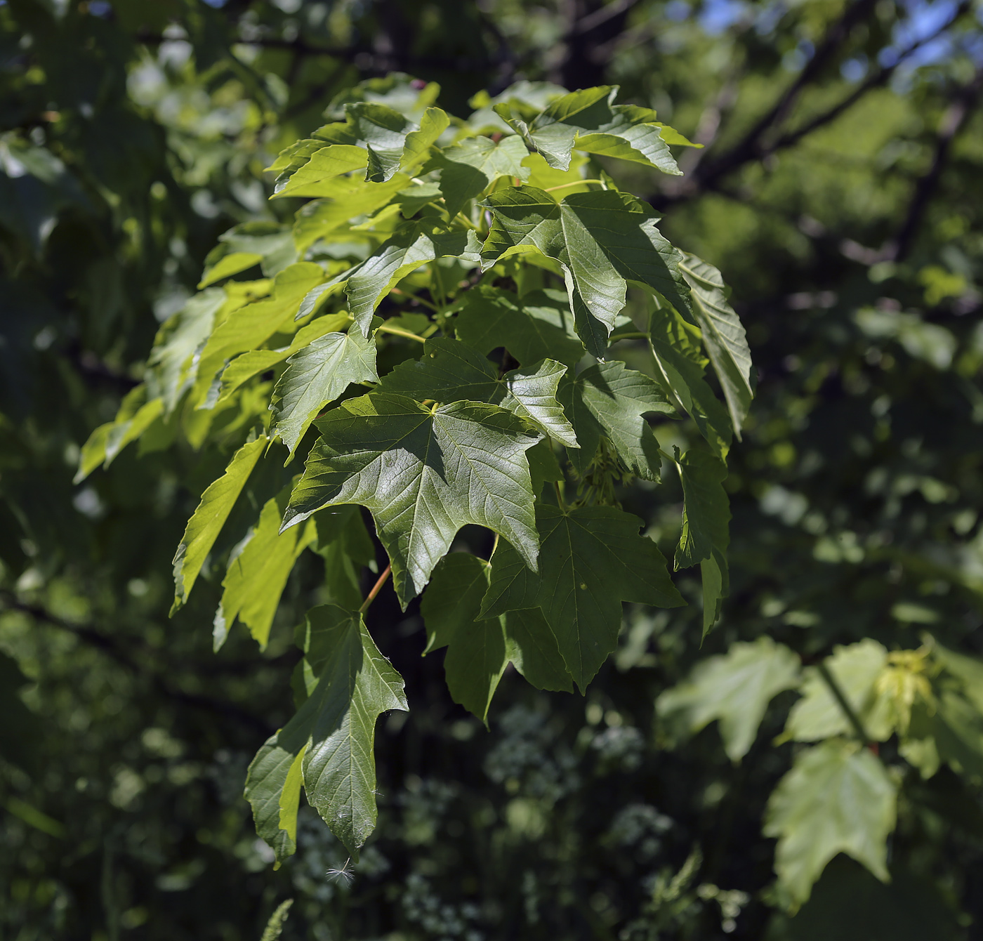 Image of Acer pseudoplatanus specimen.