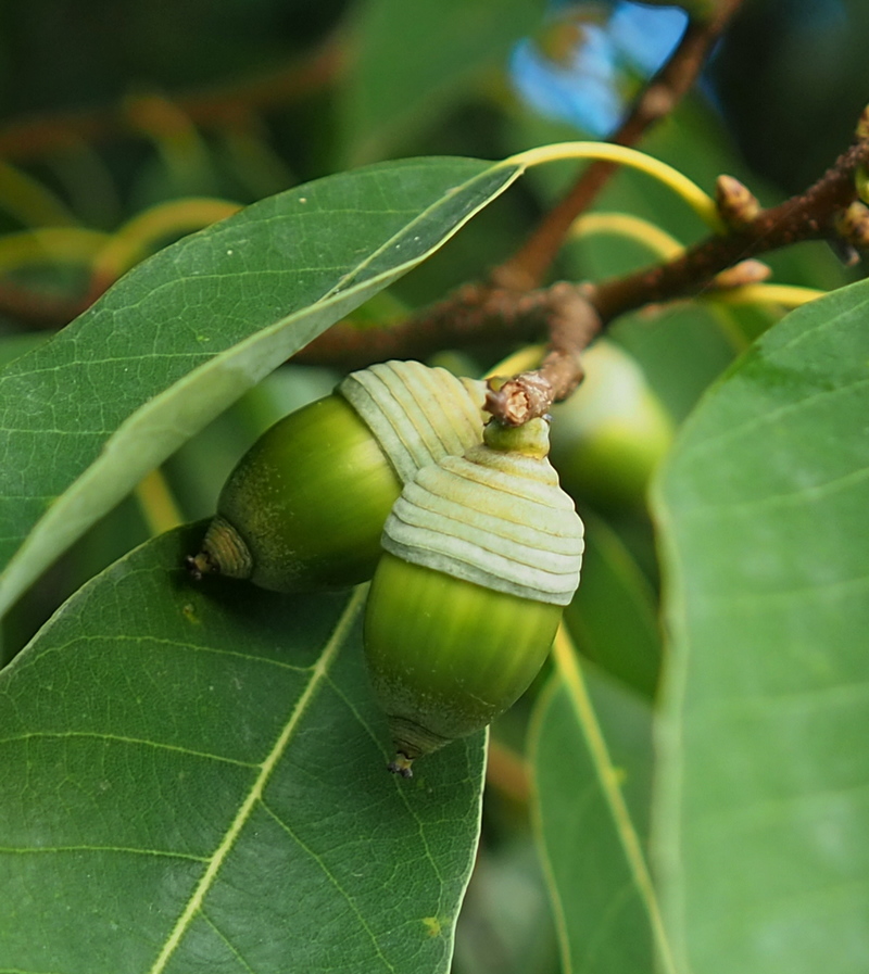 Image of Quercus myrsinaefolia specimen.