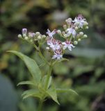 Sambucus ebulus. Верхушка цветущего растения (повторное?). Москва, ГБС, экспозиция растений природной флоры России. 15.09.2022.